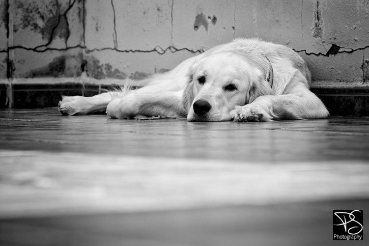 130120 _89C8242-Editar Blog